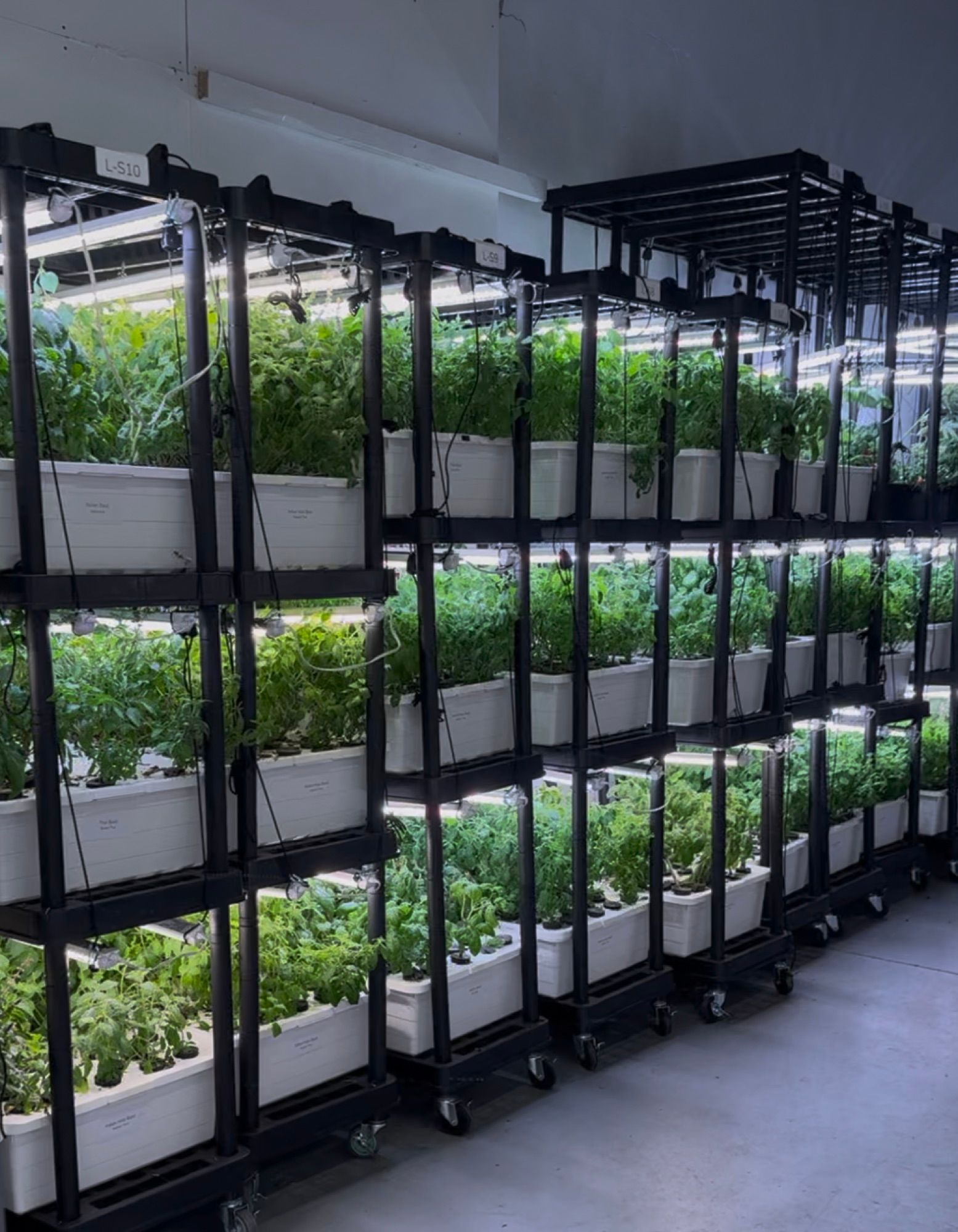 Self-contained SkyAcres growing modules on wheels lined up in a grow hall