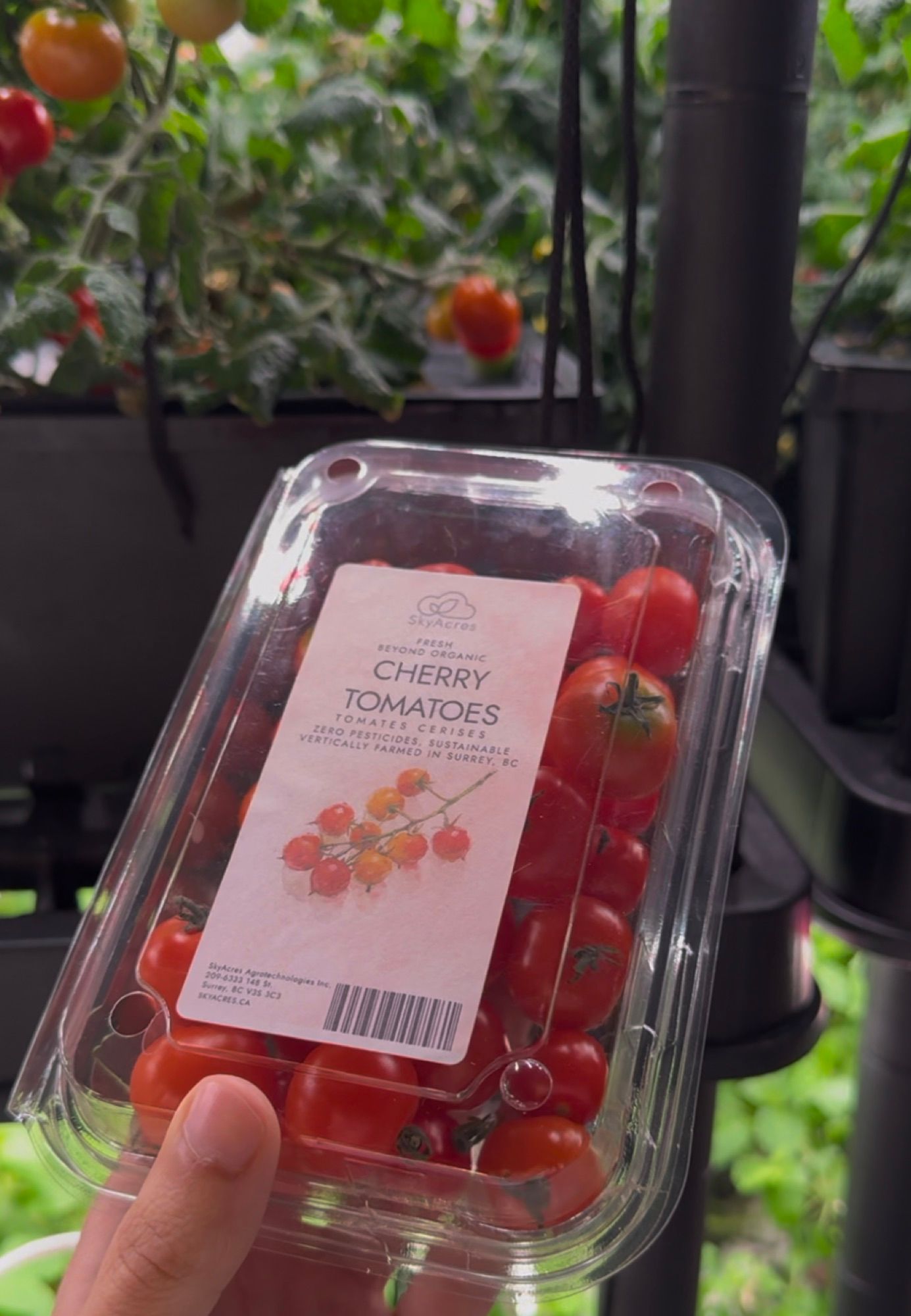 SkyAcres cherry tomatoes freshly harvested