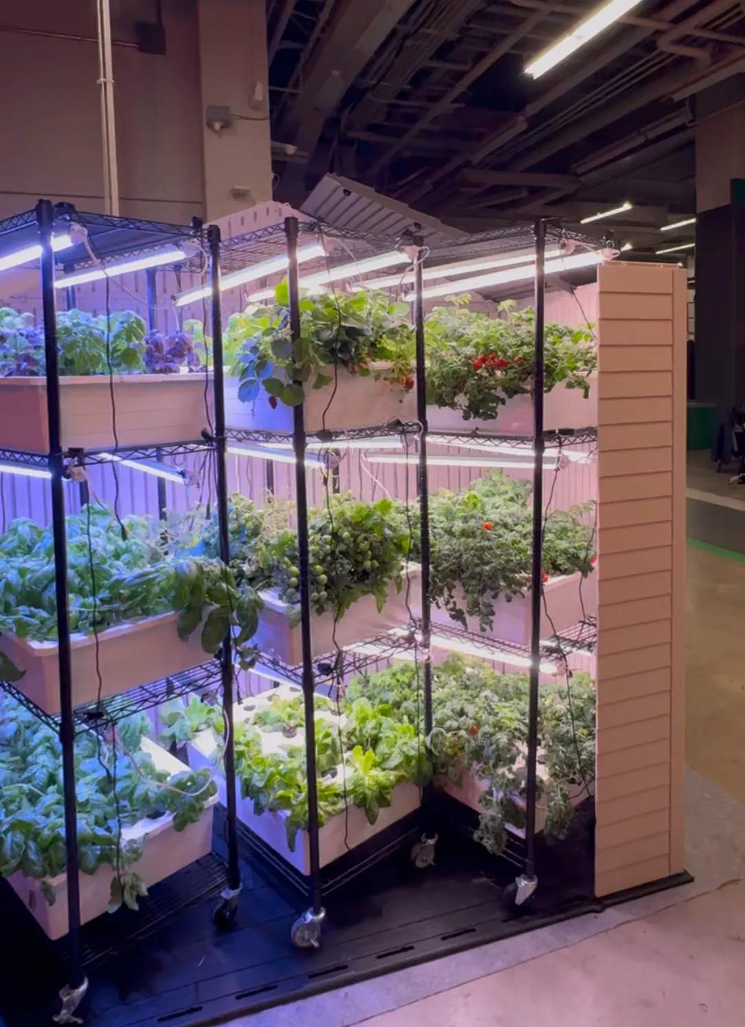 Indoor farm set up inside a farm shed