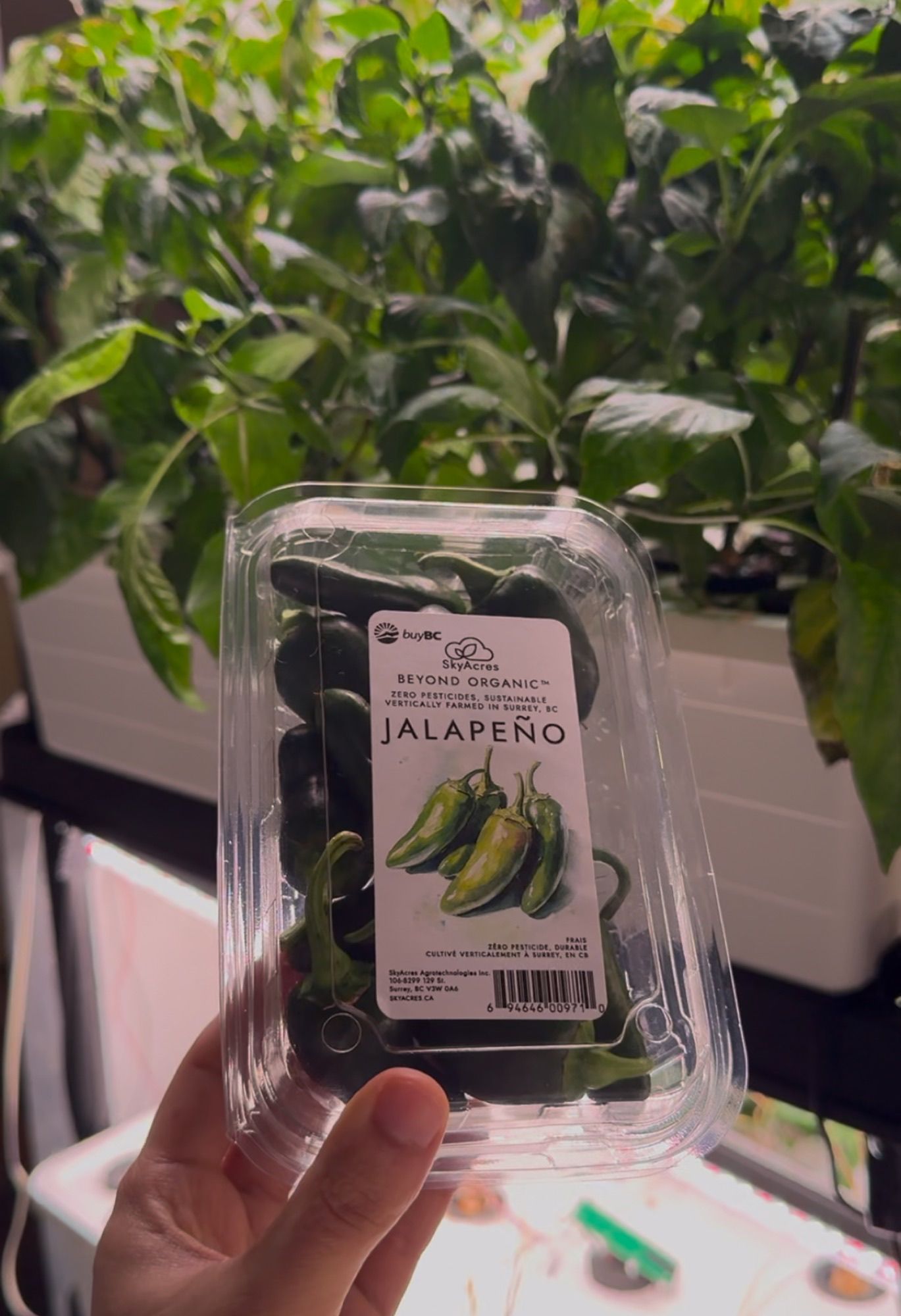 SkyAcres jalapenos grown on the vine