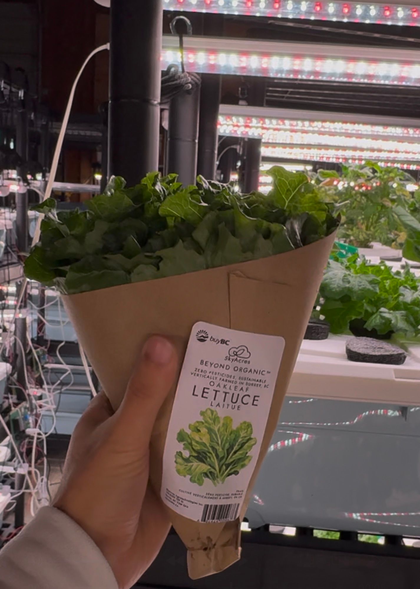 SkyAcres oakleaf lettuce grown indoors