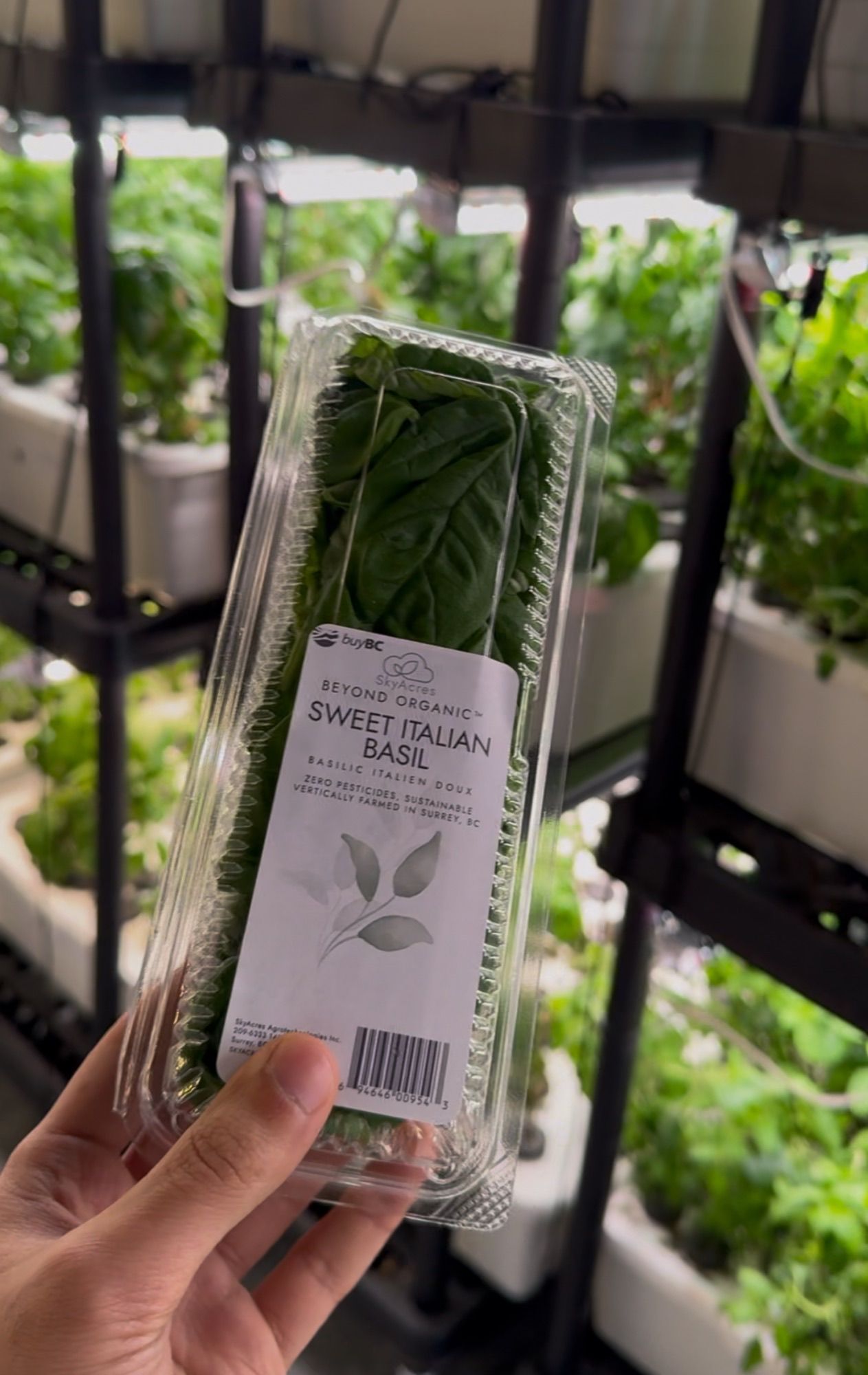 Retail-ready SkyAcres sweet Italian basil clamshell in the grow room