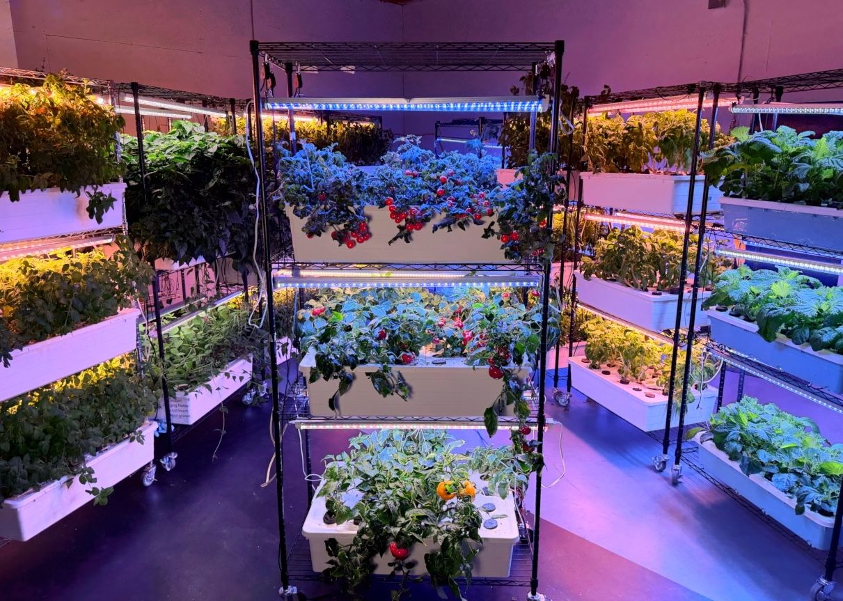 SkyAcres racks growing tomatoes, basil, and peppers with no pumps or plumbing