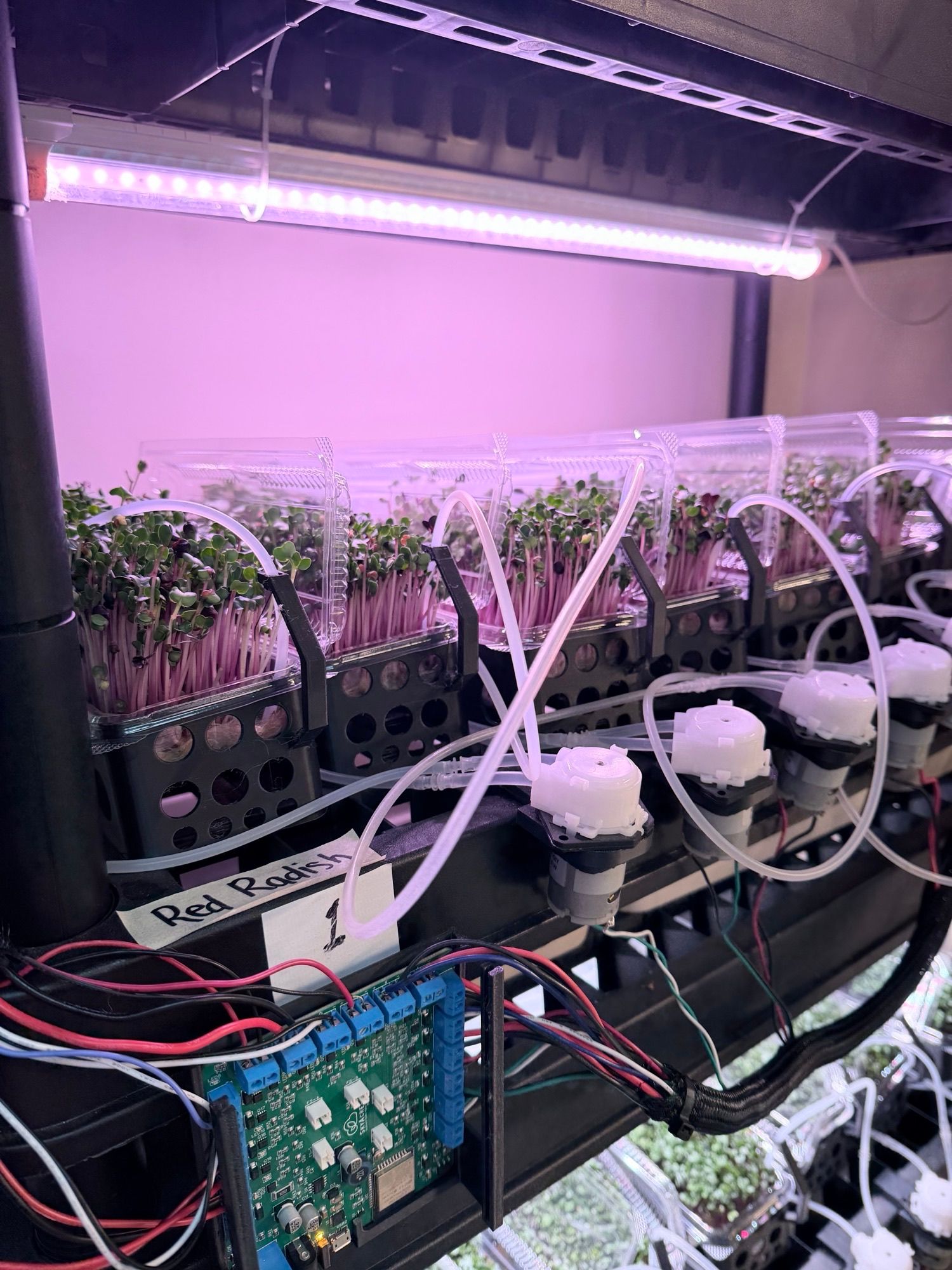 Red radish microgreens on a SkyAcres system