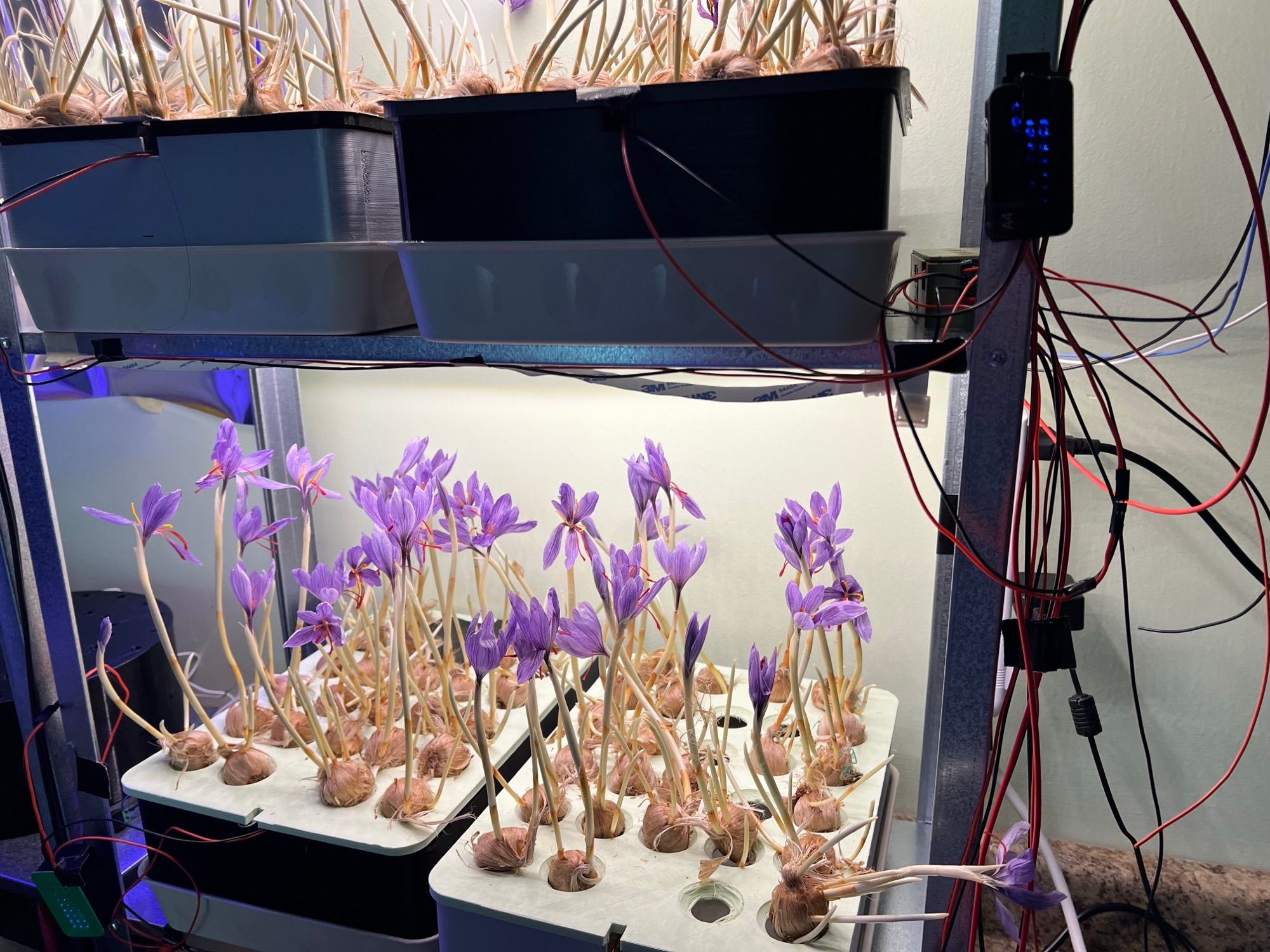Saffron crocus flowering on a SkyAcres research rack