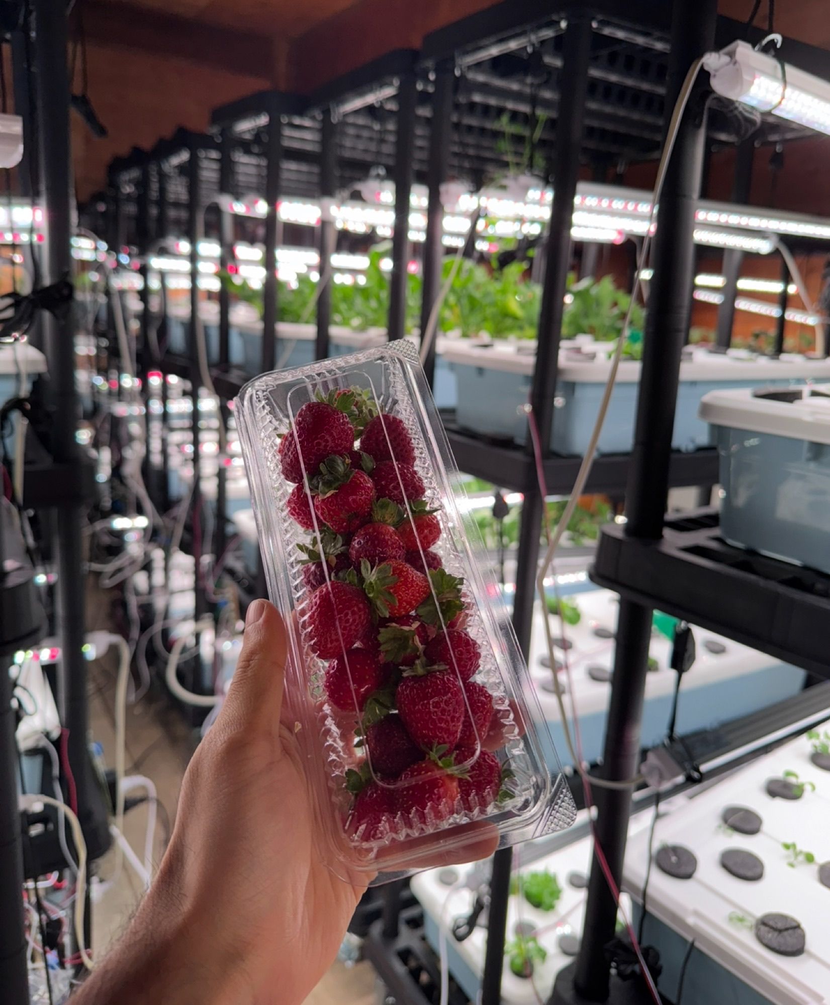 Strawberries growing year-round inside a SkyAcres indoor farm